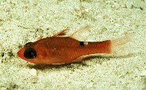 Image of Apogon lachneri (Whitestar cardinalfish)