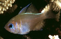 Image of Zoramia leptacantha (Threadfin cardinalfish)