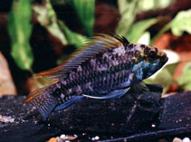 Image of Apistogramma luelingi 