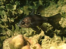 Image of Apogonichthyoides melas (Black cardinalfish)