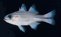 Image of Apogon nitidus (Bluespot cardinalfish)