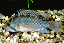 Image of Apistogramma norberti 