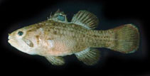Image of Apogonichthys ocellatus (Ocellated cardinalfish)