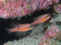Image of Apogon pacificus (Pink cardinalfish)