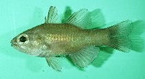 Image of Ostorhinchus pallidofasciatus (Palestriped cardinalfish)