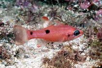 Image of Apogon pseudomaculatus (Twospot cardinalfish)
