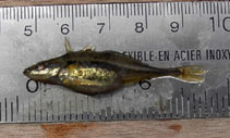 Image of Apeltes quadracus (Fourspine stickleback)