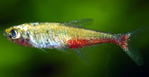 Image of Aphyocharax rathbuni (Redflank bloodfin)