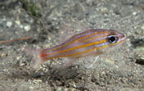 Image of Ostorhinchus rubrimacula (Rubyspot cardinalfish)
