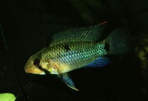 Image of Apistogramma rupununi (Two-spot Apistogramma)