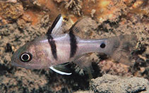 Image of Apogonichthyoides sialis (Twinbar cardinalfish)