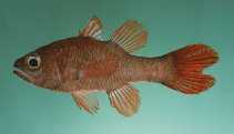 Image of Apogon talboti (Flame cardinalfish)