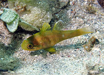 Image of Apogonichthyoides timorensis (Timor cardinalfish)