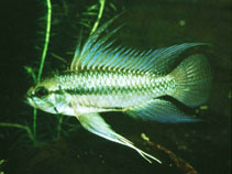 Image of Apistogramma trifasciata 