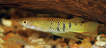 Image of Aplocheilus werneri (Werner\