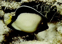 Image of Apolemichthys xanthotis (Yellow-ear angelfish)