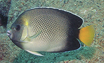 Image of Apolemichthys xanthurus (Yellowtail angelfish)