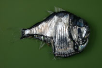 Image of Argyropelecus aculeatus (Lovely hatchetfish)