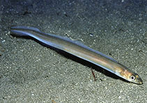Image of Ariosoma anagoides (Sea conger)