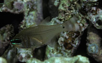 Image of Taeniamia ataenia (Barless cardinalfish)