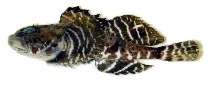 Image of Artediellus atlanticus (Atlantic hookear sculpin)