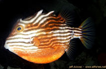 Image of Aracana aurita (Striped cowfish)