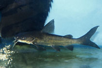 Image of Neoarius berneyi (Highfin catfish)