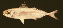 Image of Ariomma bondi (Silver-rag driftfish)