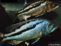 Image of Aristochromis christyi 