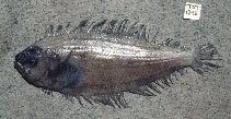 Image of Arnoglossus debilis (Weak lefteye flounder)