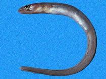 Image of Ariosoma gilberti (Gilbert\