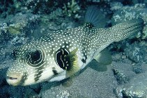 Image of Arothron hispidus (White-spotted puffer)