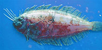 Image of Arnoglossus imperialis (Imperial scaldfish)