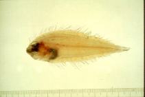Image of Arnoglossus japonicus (Japanese lefteye flounder)