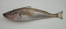 Image of Arctoscopus japonicus (Japanese sandfish)