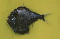 Image of Argyropelecus lychnus (Tropical hatchetfish)