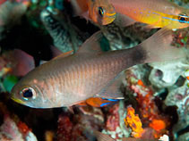 Image of Taeniamia macroptera (Dusky-tailed cardinalfish)