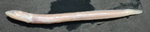 Image of Ariosoma majus 