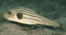 Image of Arothron manilensis (Narrow-lined puffer)