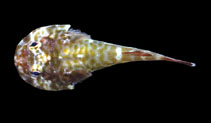 Image of Arcos poecilophthalmos (Galapagos clingfish)