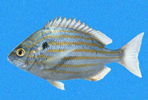 Image of Archosargus pourtalesii (Blackspot porgy)