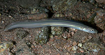 Image of Ariosoma sanzoi 