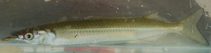 Image of Arrhamphus sclerolepis (Northern snubnose garfish)