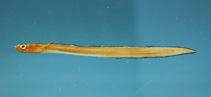 Image of Ariosoma selenops 