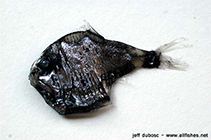 Image of Argyropelecus sladeni (Sladen\
