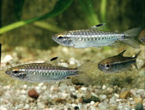 Image of Arnoldichthys spilopterus (Niger tetra)