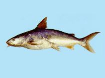 Image of Netuma thalassina (Giant catfish)