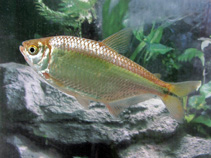 Image of Astyanax aeneus (Banded tetra)