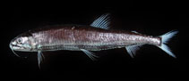 Image of Astronesthes chrysophekadion 
