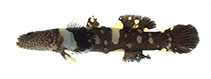 Image of Astrabe flavimaculata 